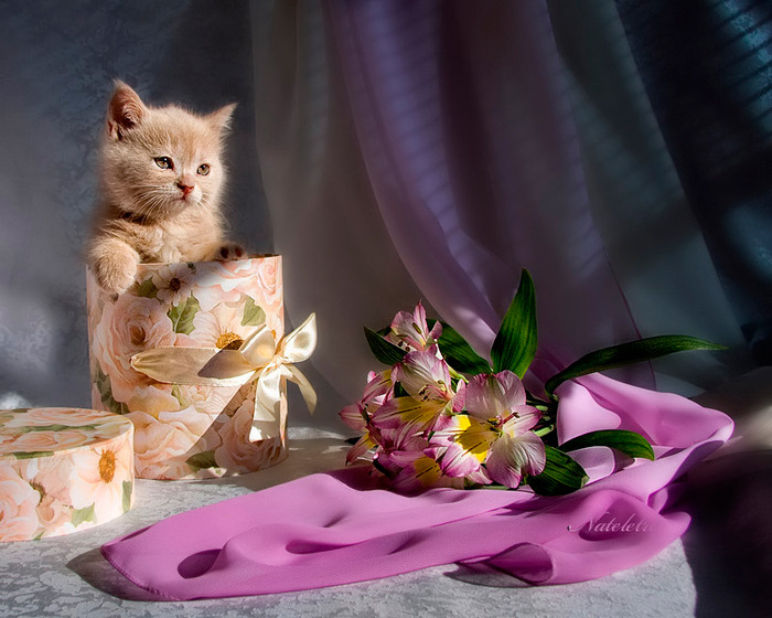 День Рождения Поздравления Девушке С Кошками